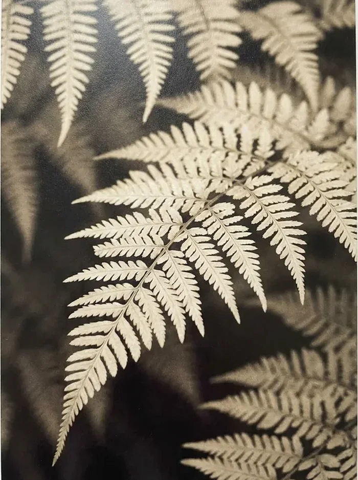 ORA gift card printed with pale fern fronds